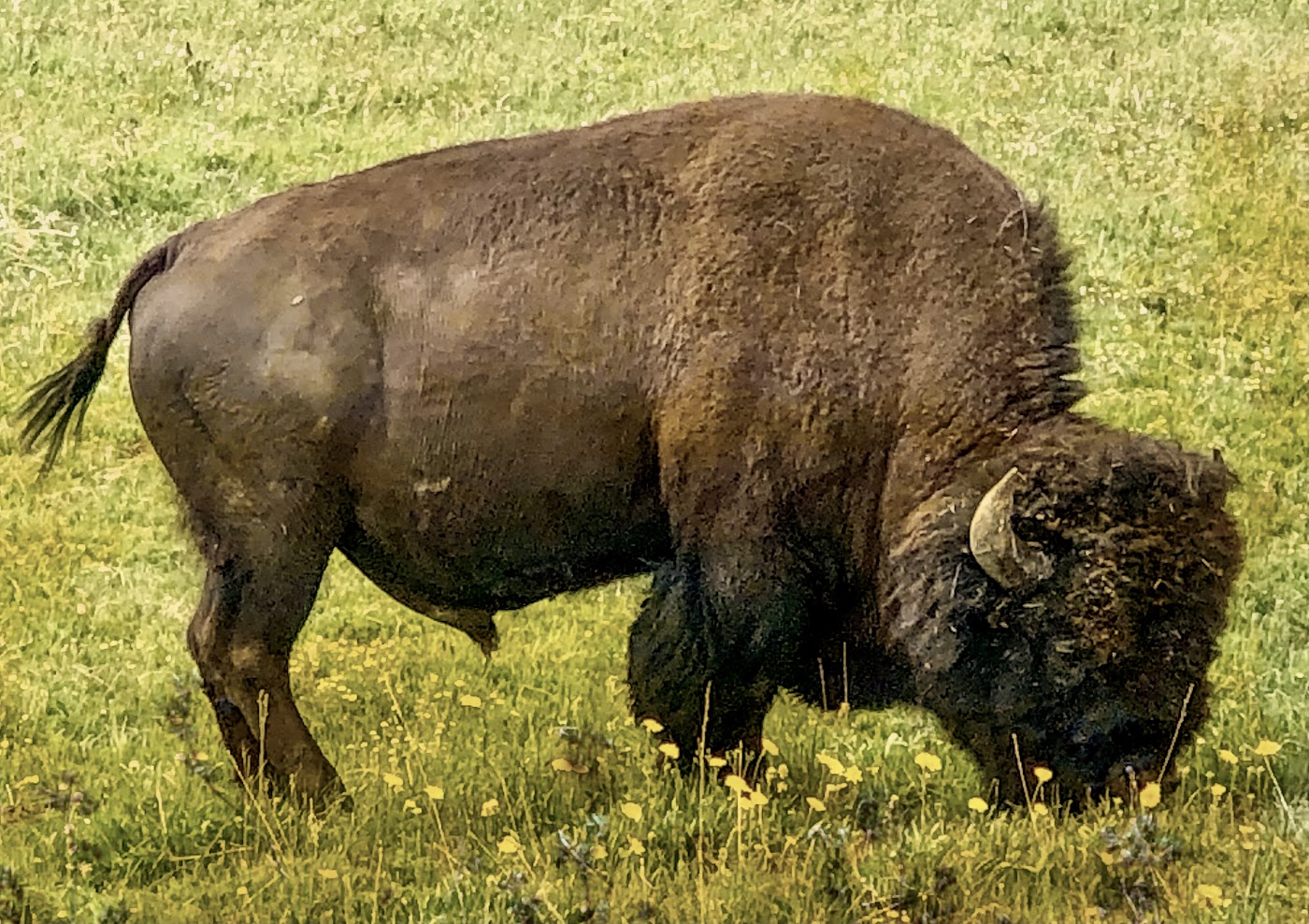 Bison