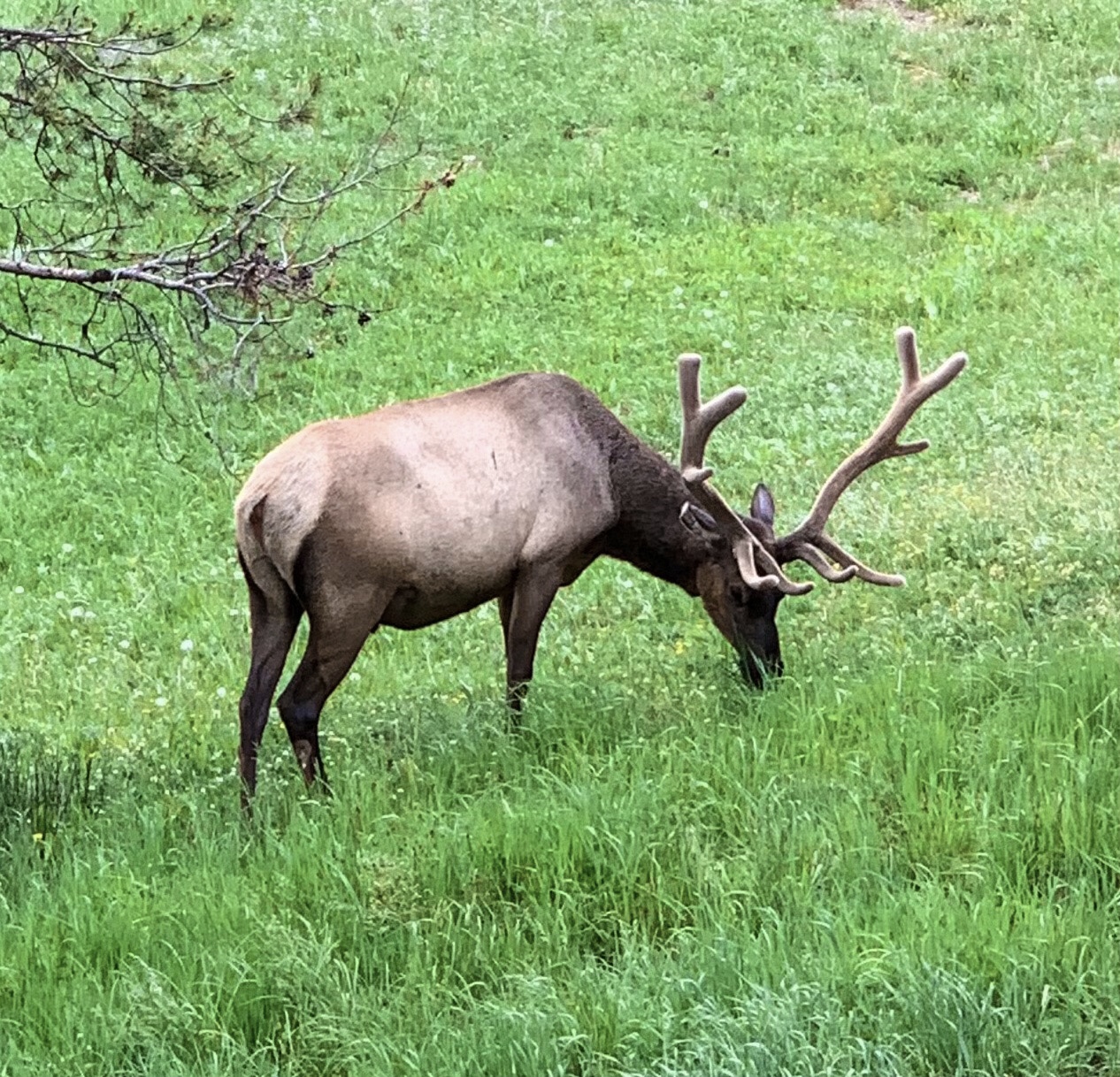 Elk